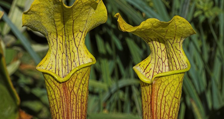 Sarracenia rubra ssp. alabamensis