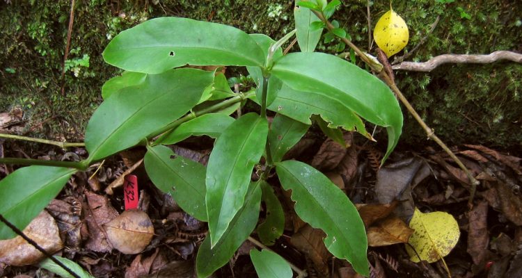 Schiedea diffusa ssp. macraei