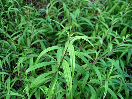 Schiedea hookeri