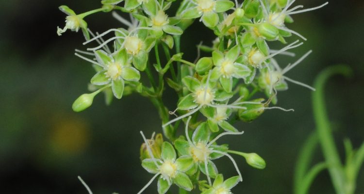 Schiedea spergulina var. leiopoda