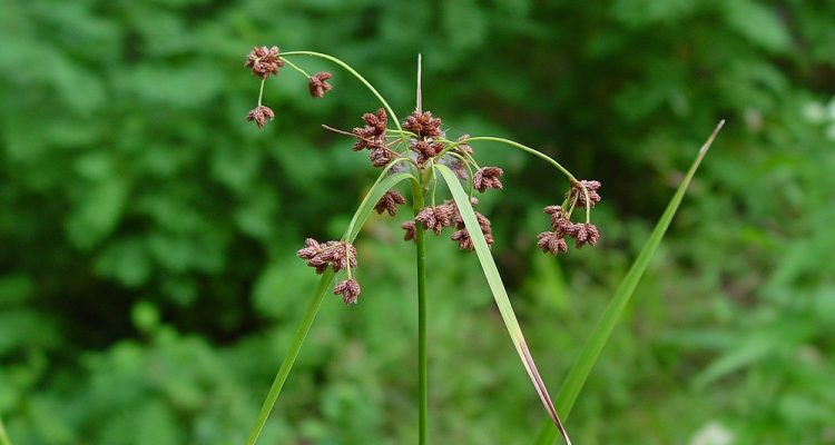 Scirpus ancistrochaetus