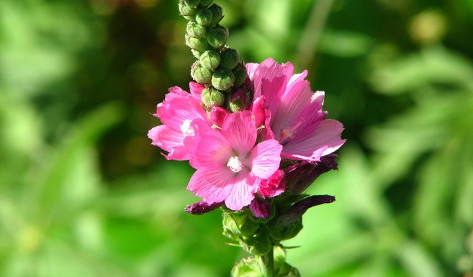 Sidalcea oregana ssp. valida