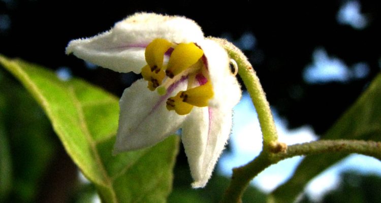 Solanum sandwicense