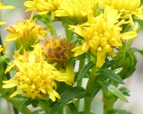 Solidago spithamaea