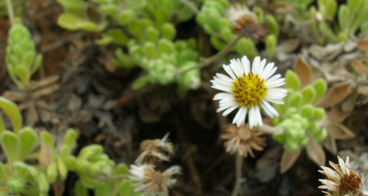 Tetramolopium rockii