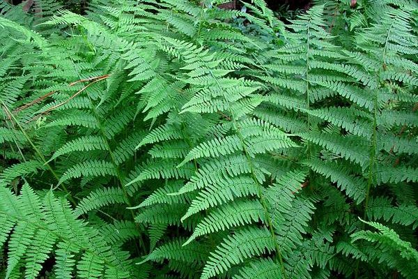 Thelypteris inabonensis