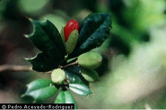 Trichilia triacantha