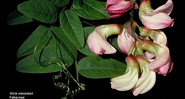Vicia menziesii
