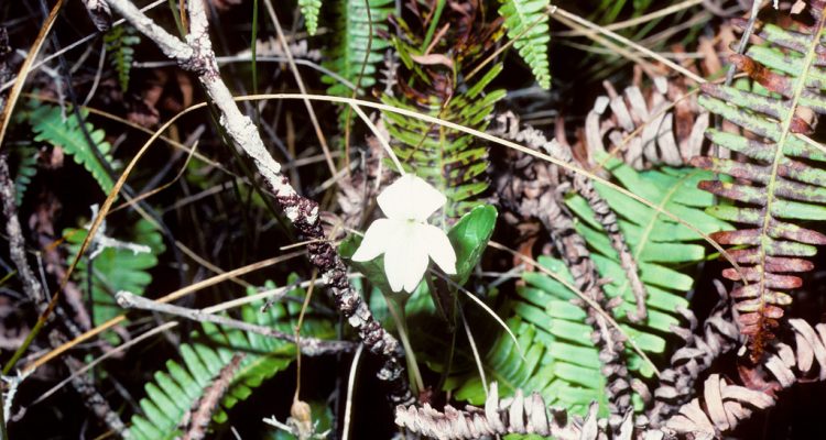 Viola kauaiensis var. wahiawaensis