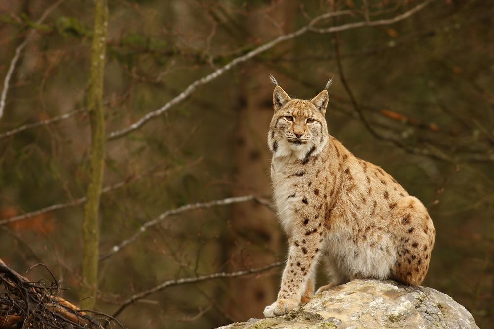 Rare lynx sightings reported across Colorado