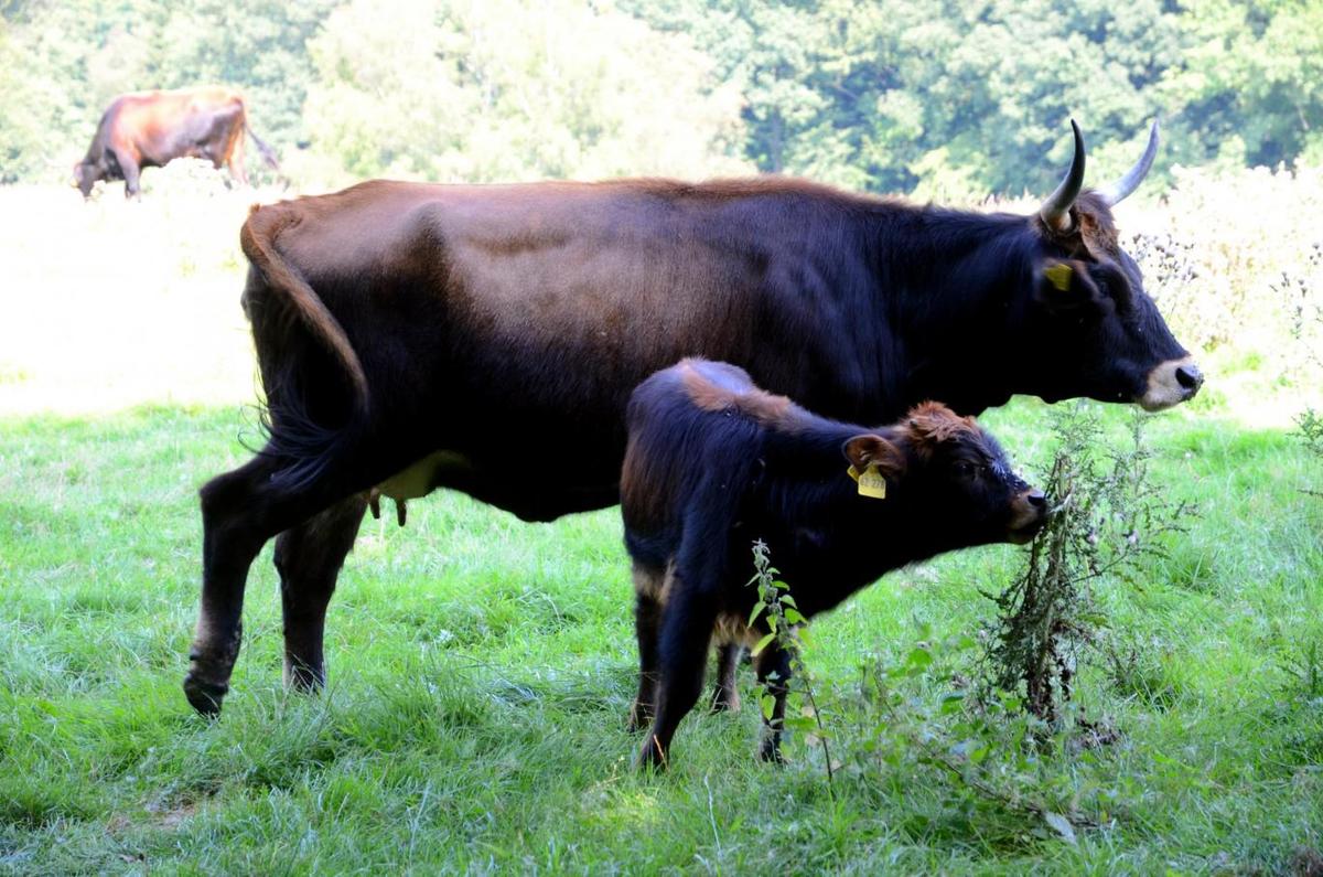 Aurochs, the extinct supercow, coming back to Europe