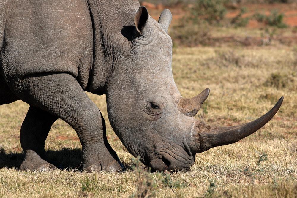 Rhino dung serves as species' social media