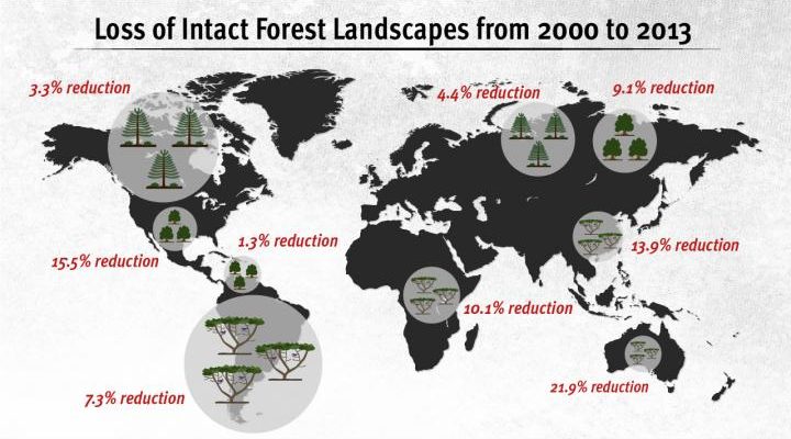 Shrinking forest landscape tracked by satellites