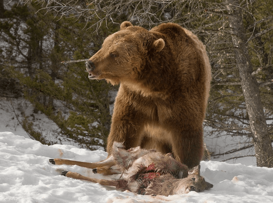 Grizzly bear caught stealing dinner from wolves