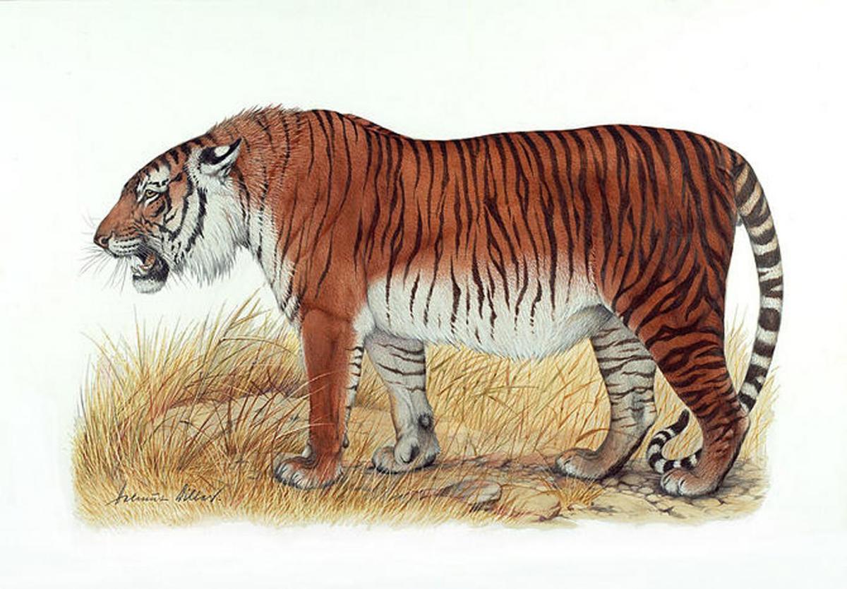 Long-extinct tiger may be reintroduced in Kazakhstan