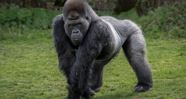 Most primates in danger of extinction