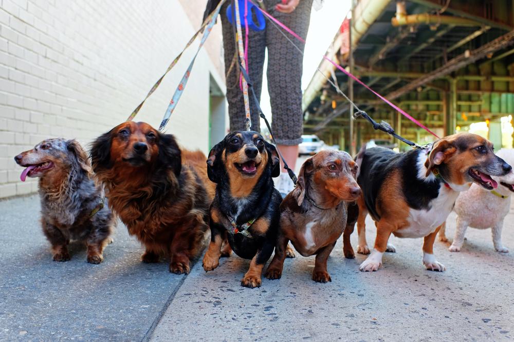 Negotiating the world of dog walking