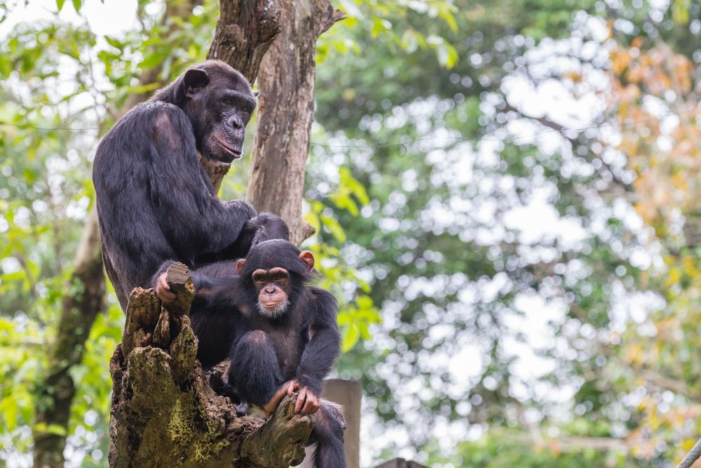 Could satellite images help save chimpanzees?
