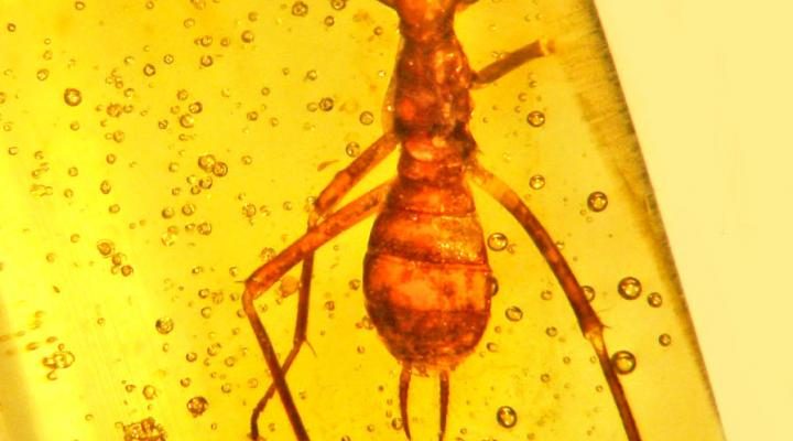 “E.T.-like” ancient insect gets its own scientific order