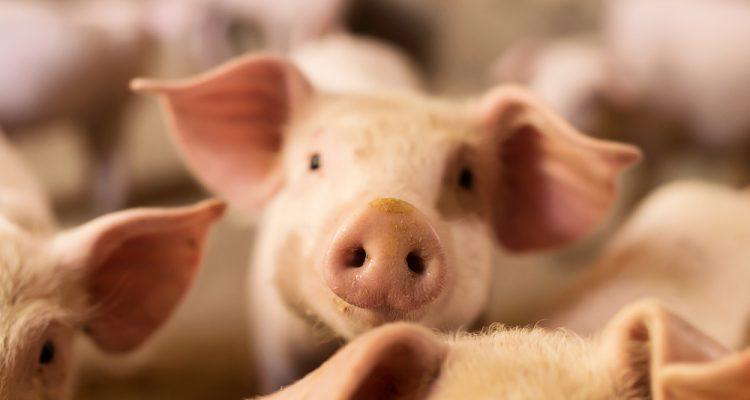 Human-pig embryos pave possible future for transplants