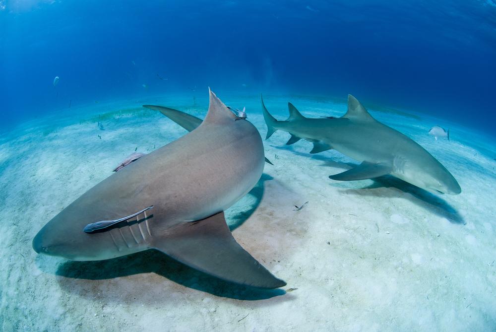 Scientists: shark DNA may hold the key to curing cancer