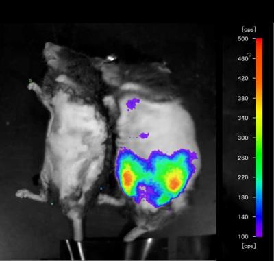 New animal testing method saves lab mouse lives