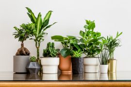 Houseplants reduce indoor air pollution