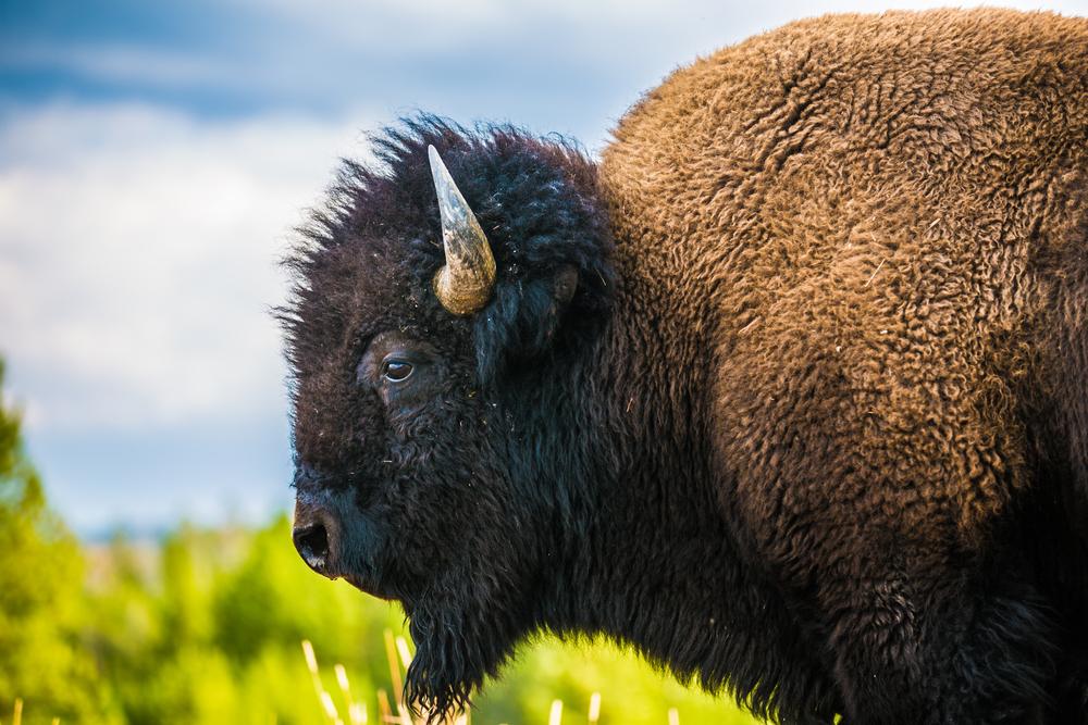 Yellowstone wild bison slaughter causes outcry