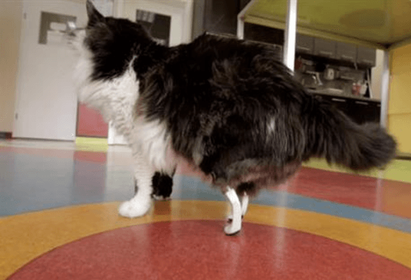 Pooh the cat walks tall on new bionic legs