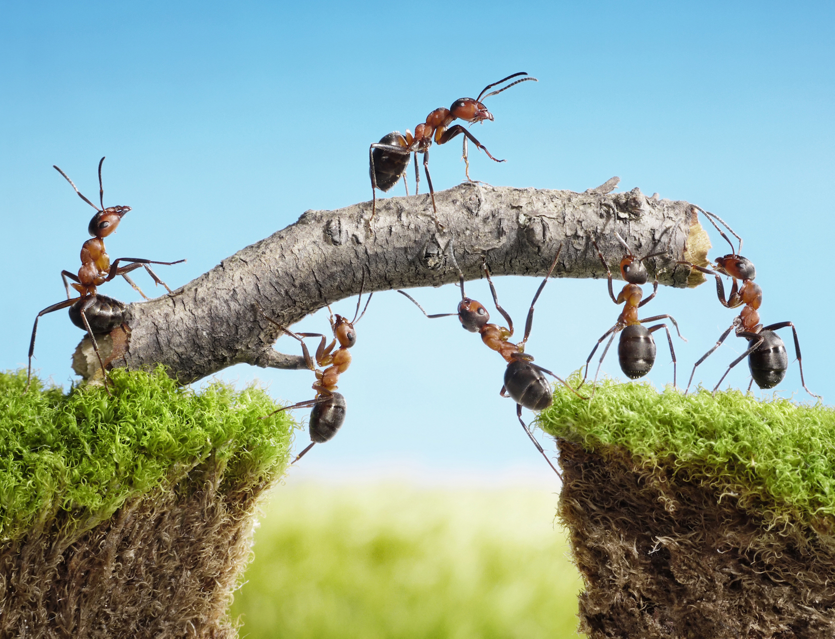 LOL! Ants running on treadmills will crack you up!