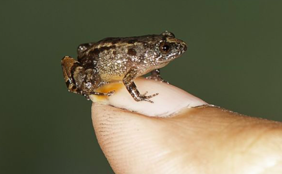 New tiny frog species are the size of your thumbnail