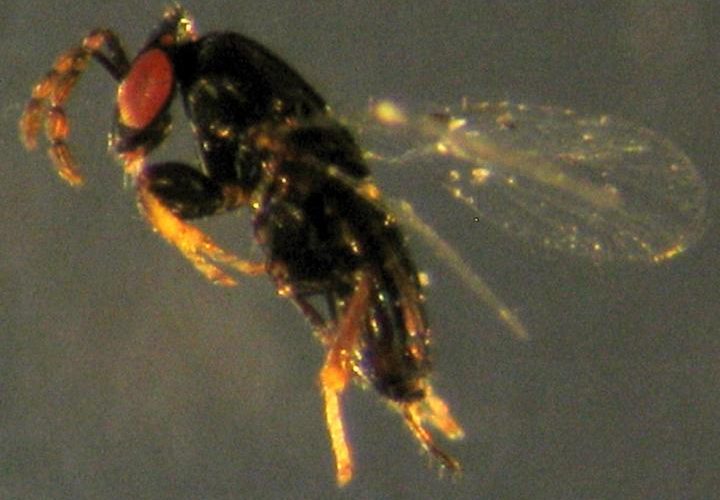 New parasitic wasp species discovered in Africa