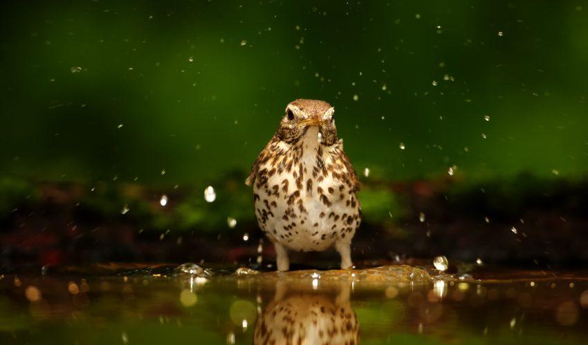 Birds are victims of lethal dehydration from climate change