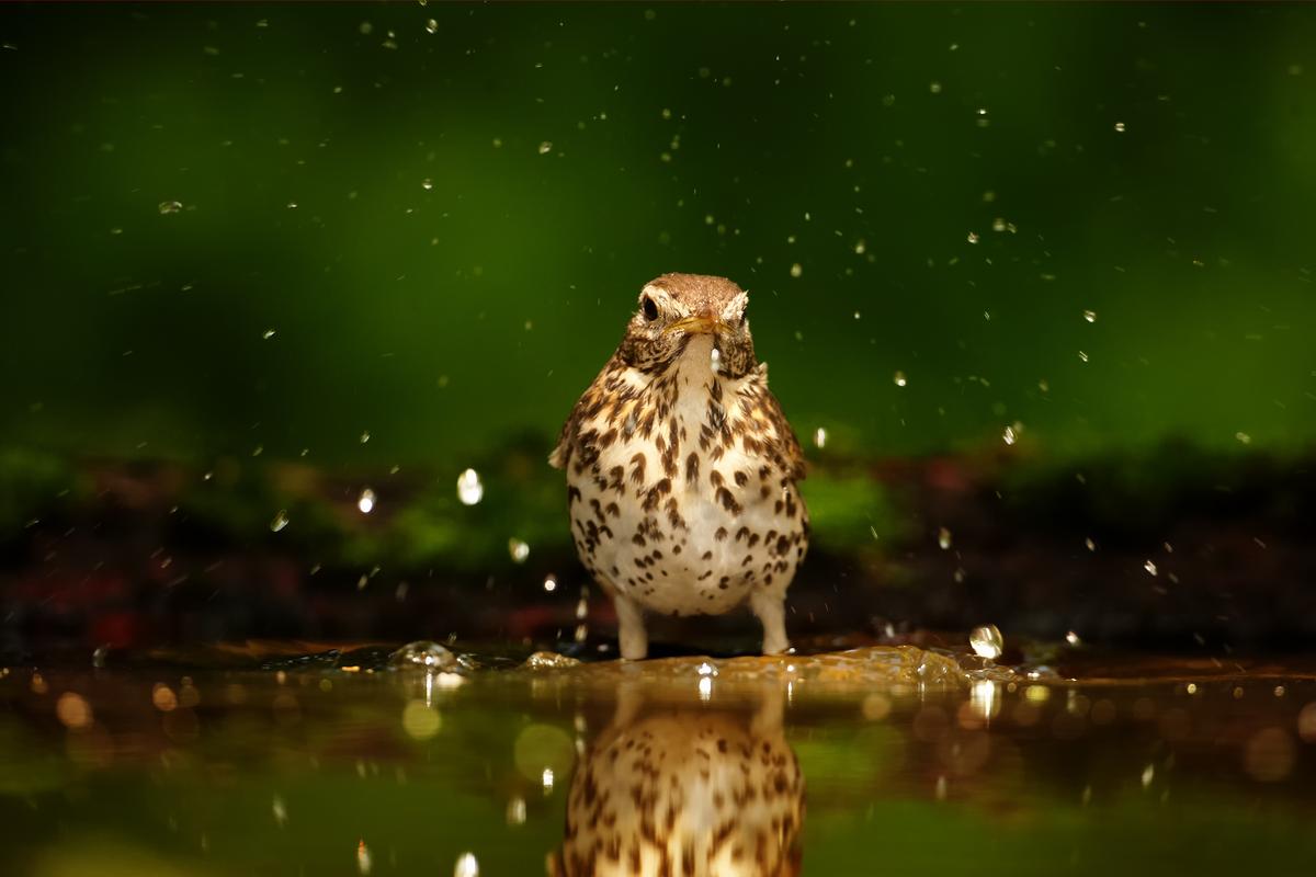Birds are victims of lethal dehydration from climate change