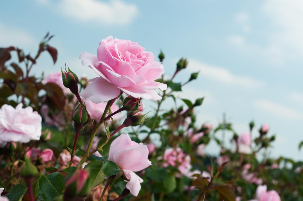 Smell walking helps build maps, fight air pollution