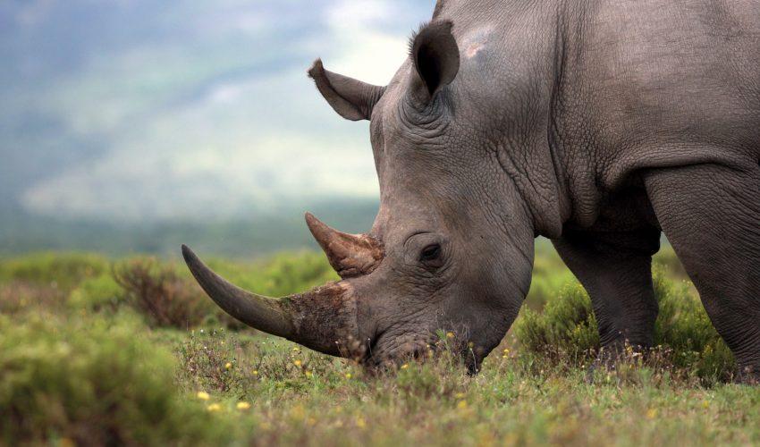 Rhinoceros poaching in Paris puts zoos worldwide on high alert