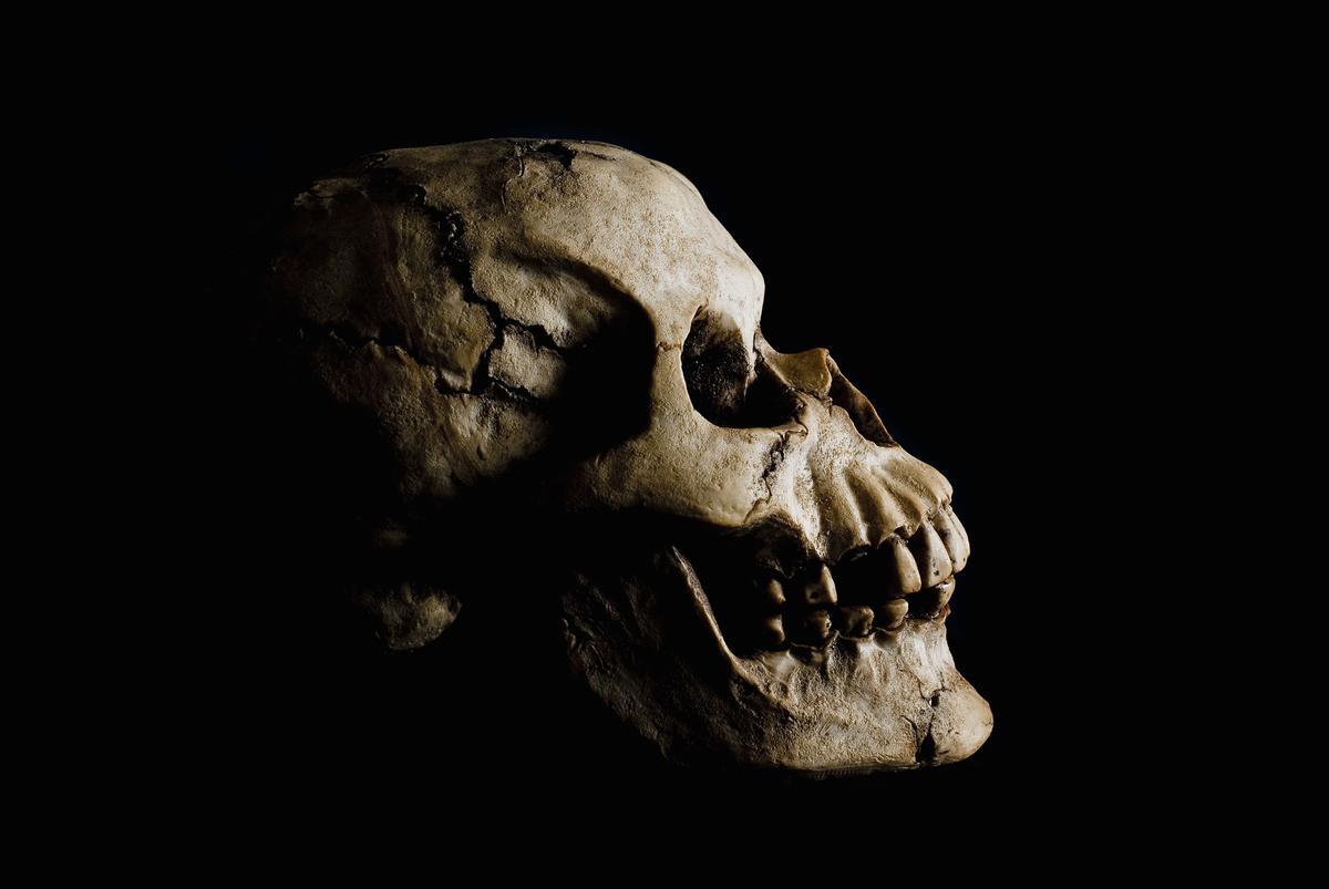 400,000-year-old human cranium, oldest ever, found in Portugal