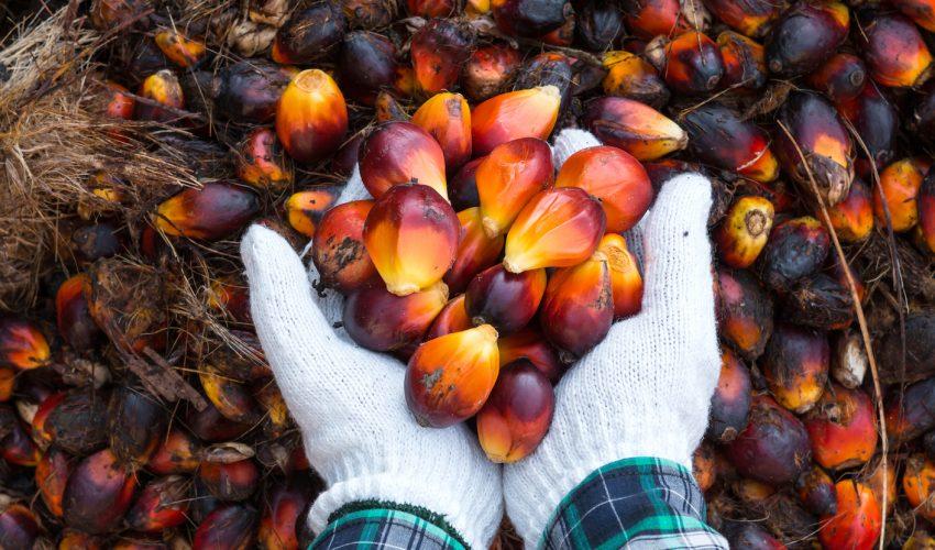 Palm Oil Done Right