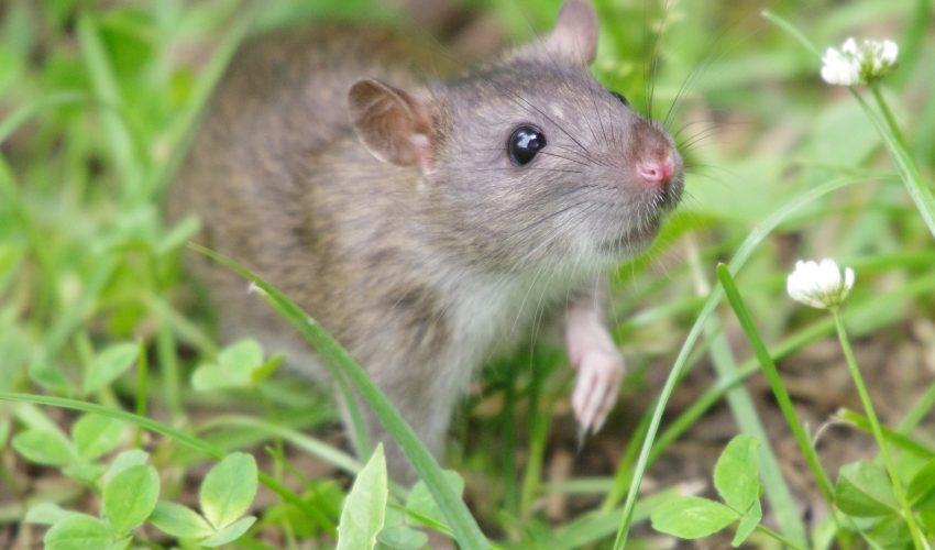 Rats have infested the world’s islands