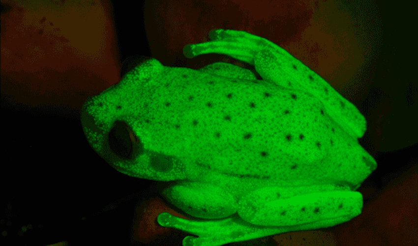The colorful hidden life of the polka dot tree frog