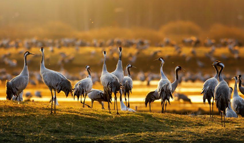 The accuracy of wildlife surveys has been put to the test
