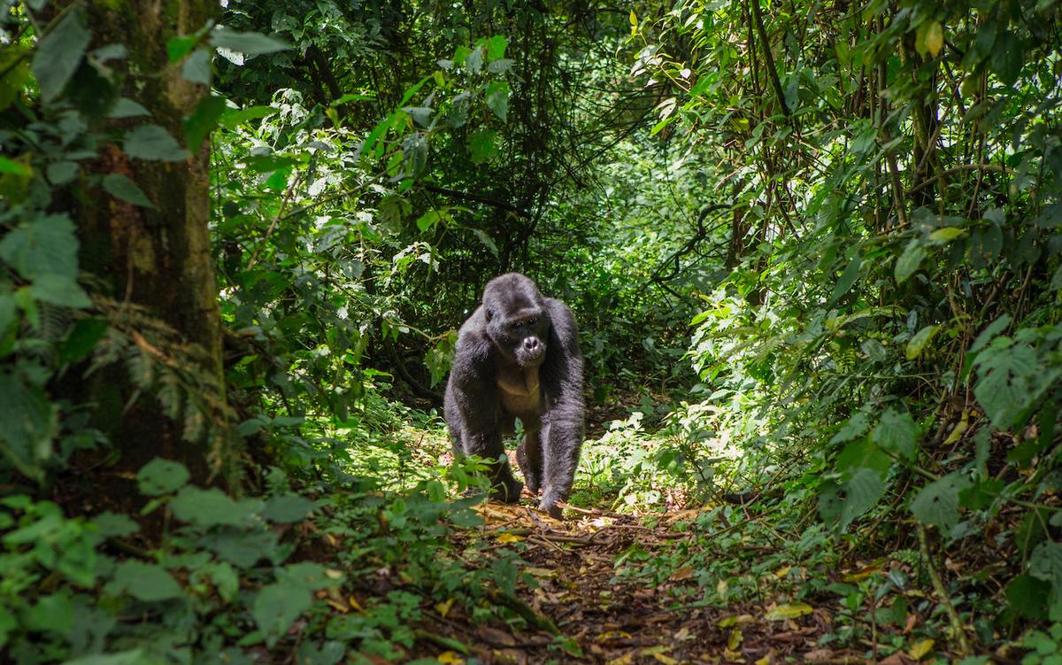Earth.com Film Review: Koko: The Gorilla Who Talks