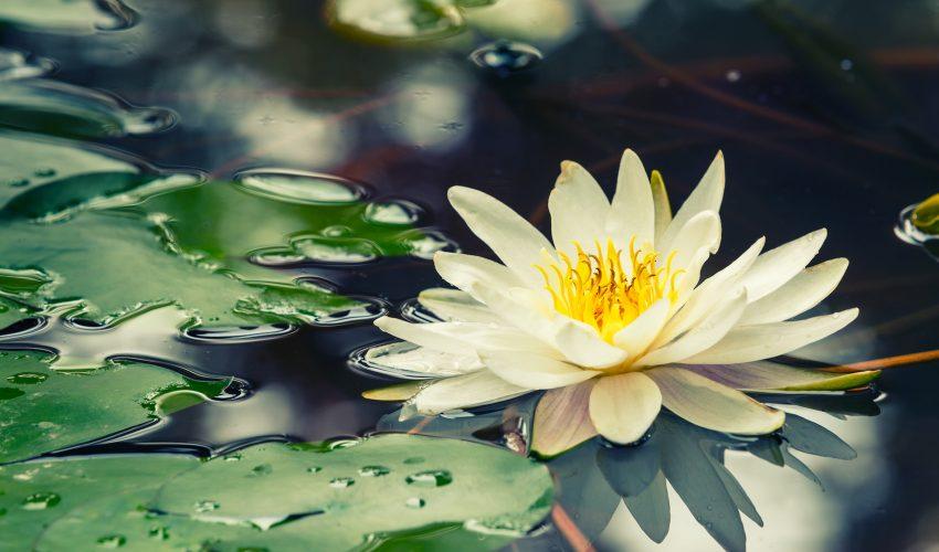 Earth.com Feature: When environmental damage creates beauty