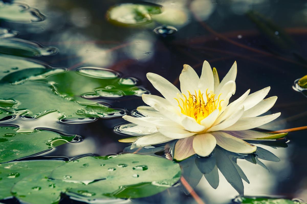 Earth.com Feature: When environmental damage creates beauty