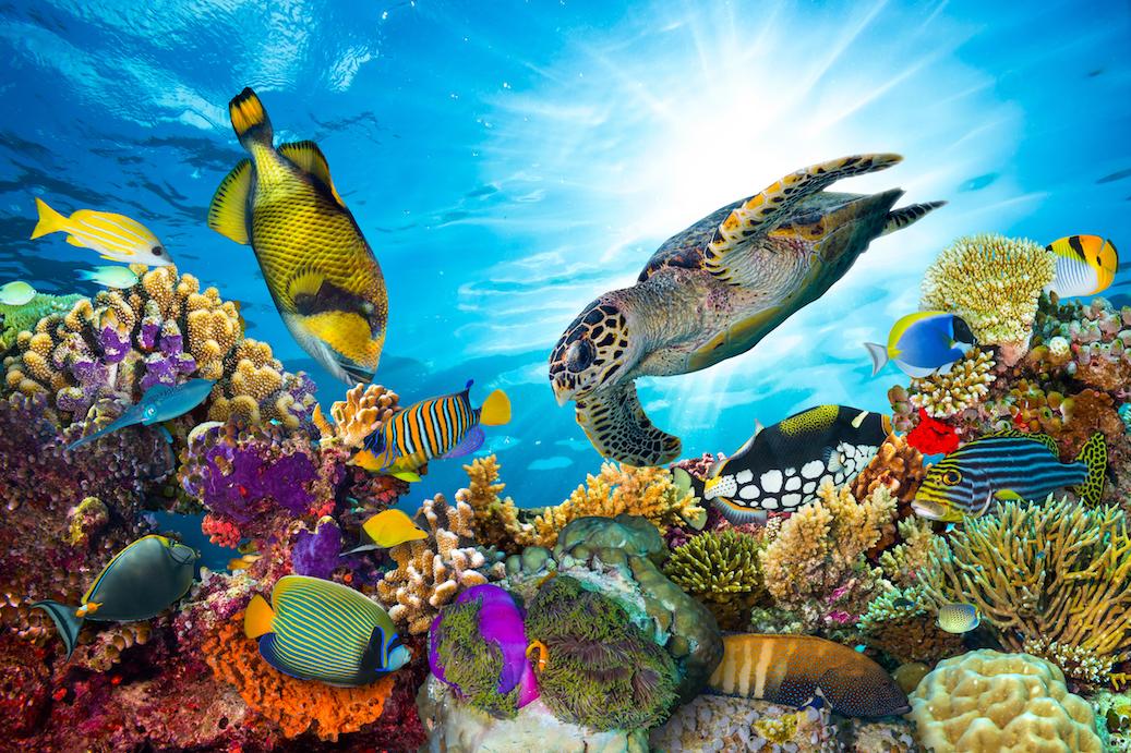 Invading land-based microbes could be hurting our coral reefs