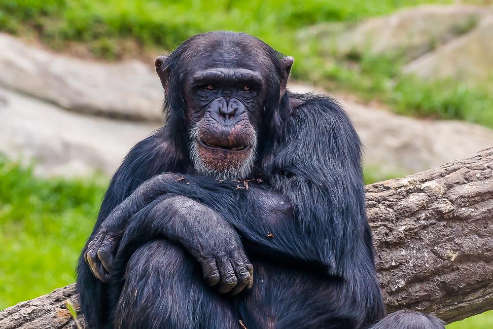 Why are primate brains so big? Anthropologists look for the answer