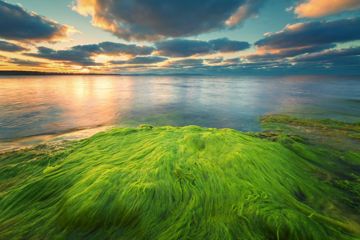 Algae might be a secret weapon in fighting climate change