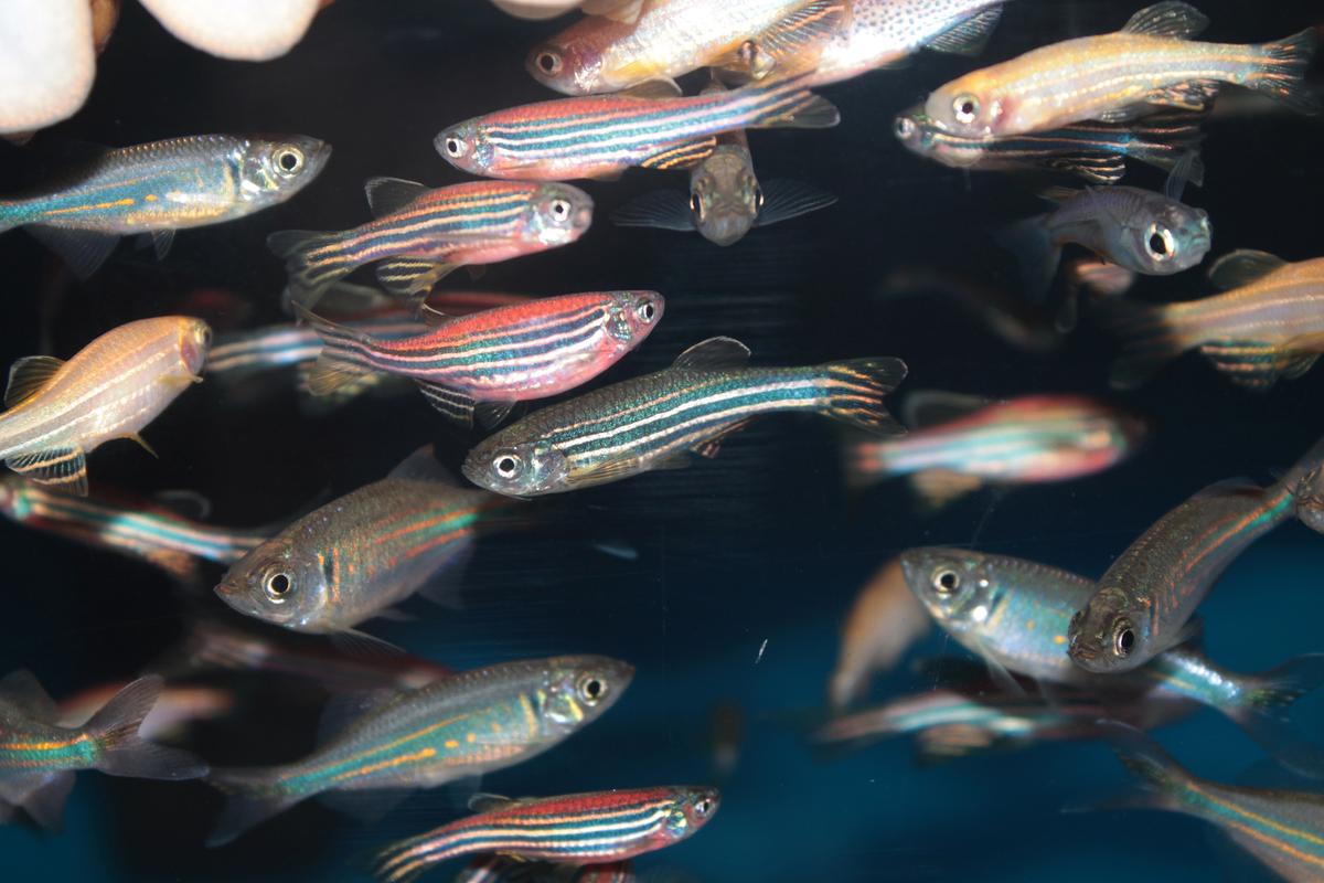 Zebrafish seek social support when stressed, study shows