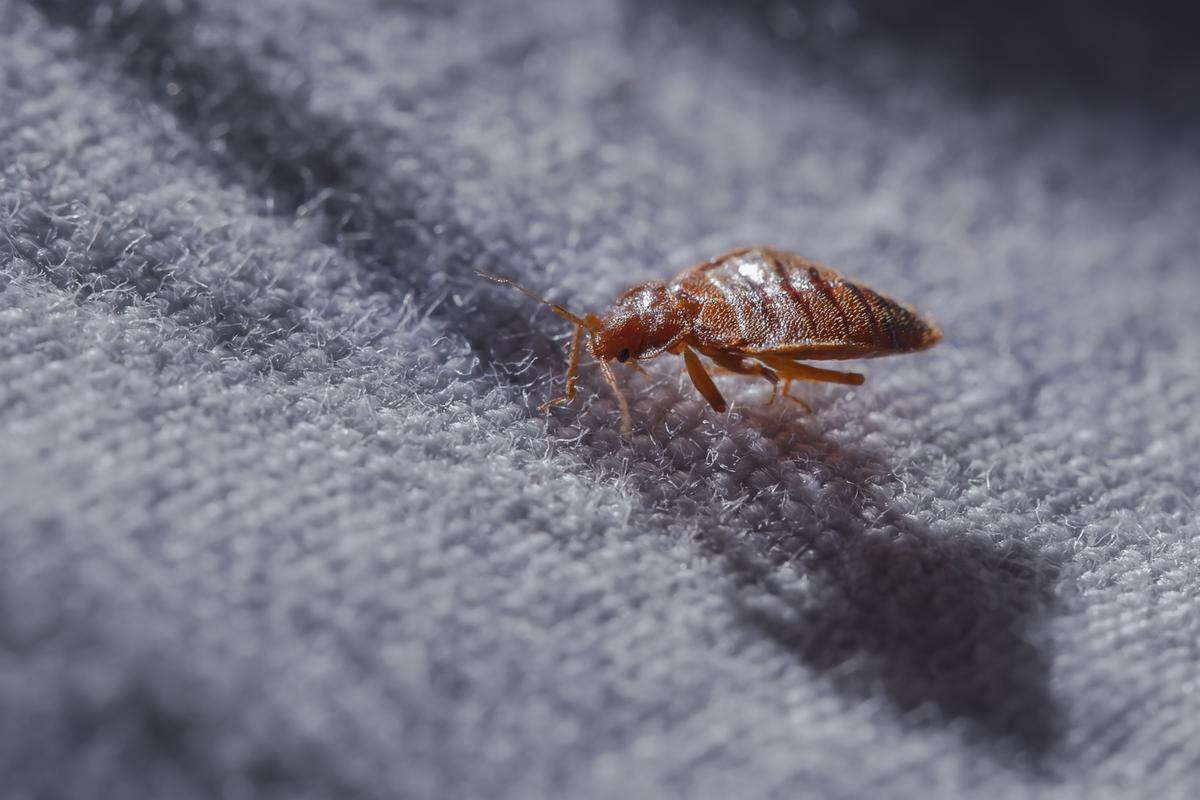 Ancient remains of a close cousin of the bed bug found in Oregon