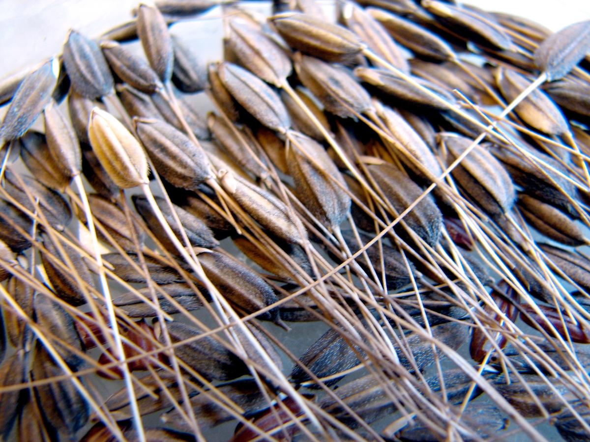 'Feral' weedy rice hides in agricultural fields
